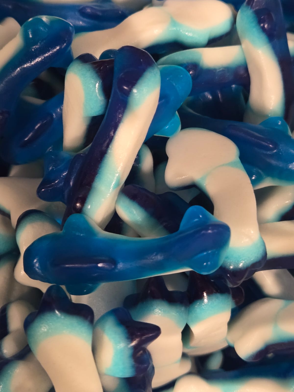 (H)Blue Shark.jpg